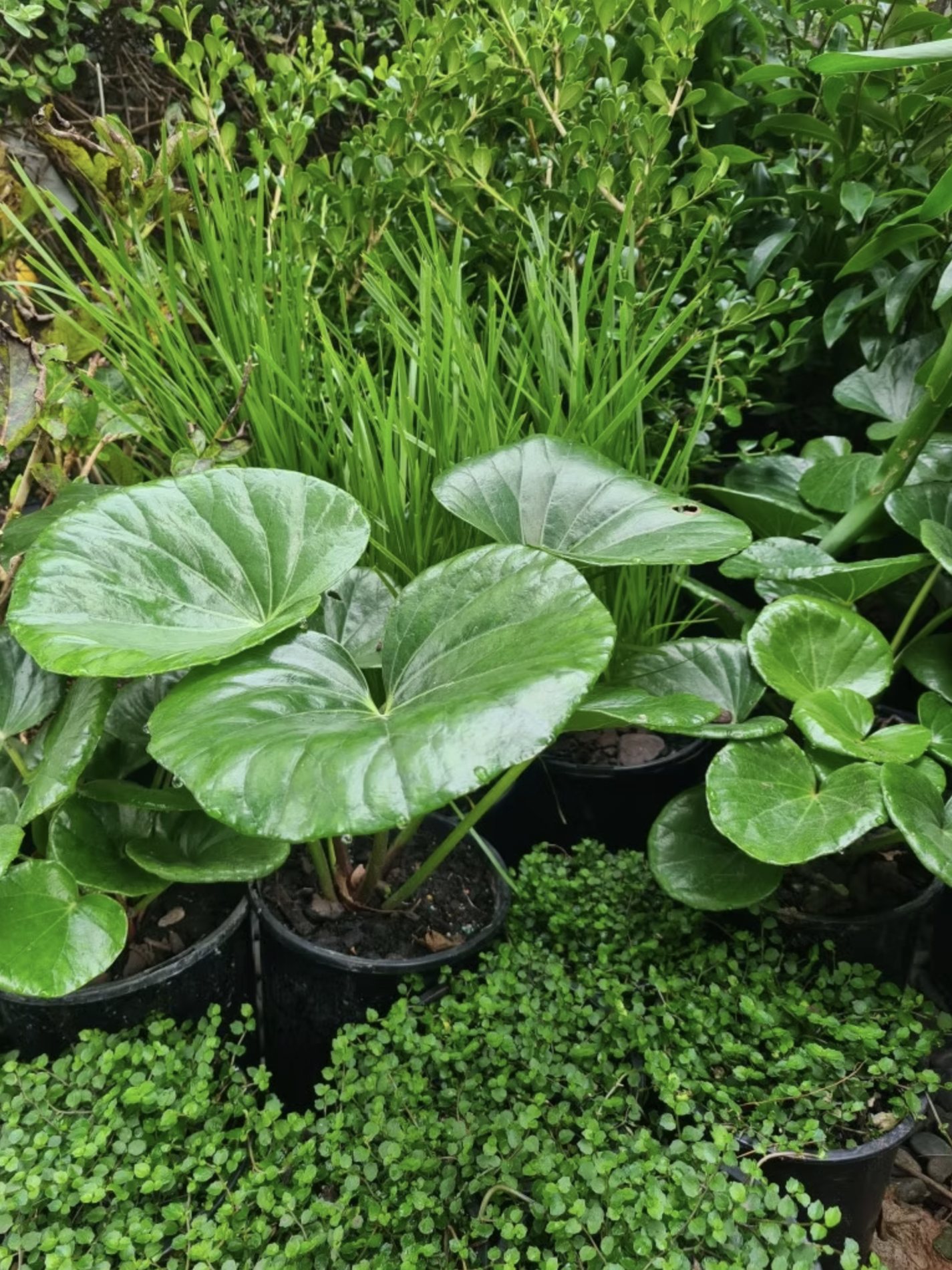 Lush green foliage and planting detail