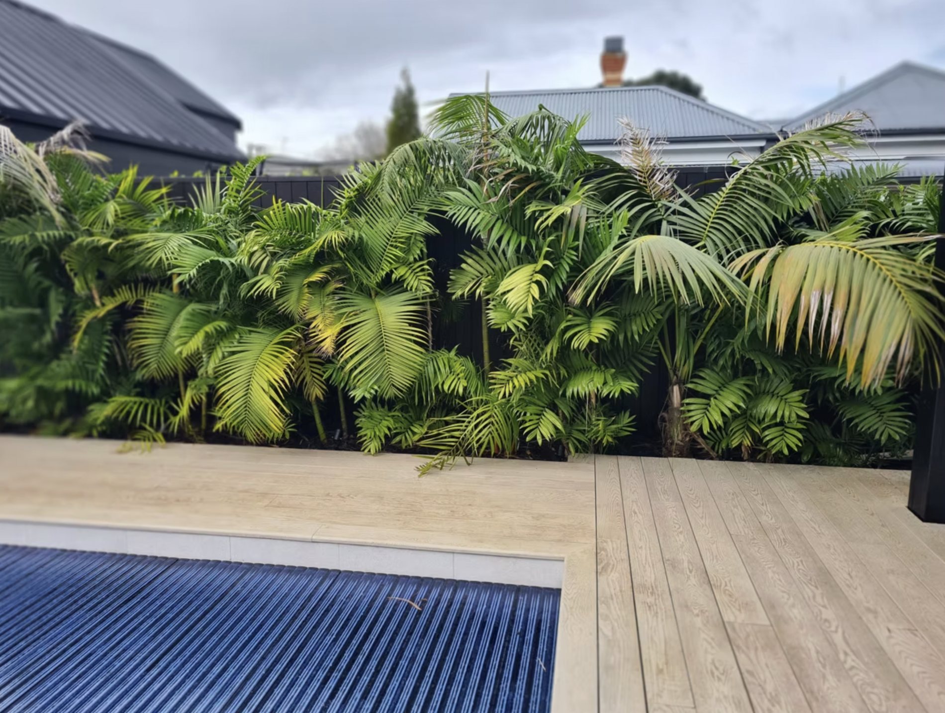 A pool garden with subtropical planting and a timber deck, built by Signature Landscapes