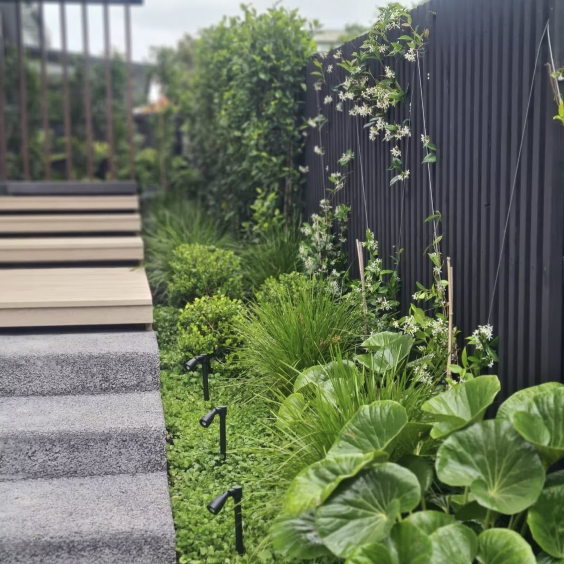A dark batten fence with espalier climbers