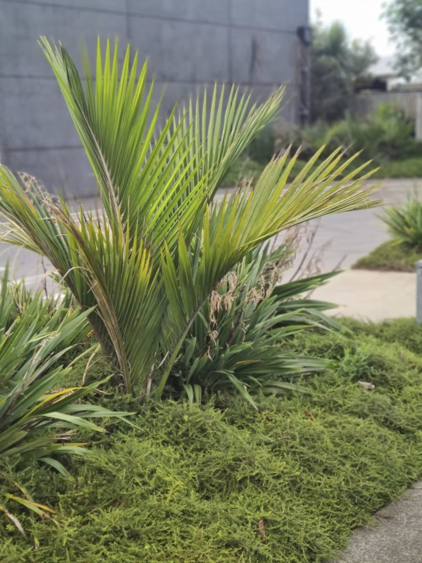 Nikau and palm planting beside a concrete wall