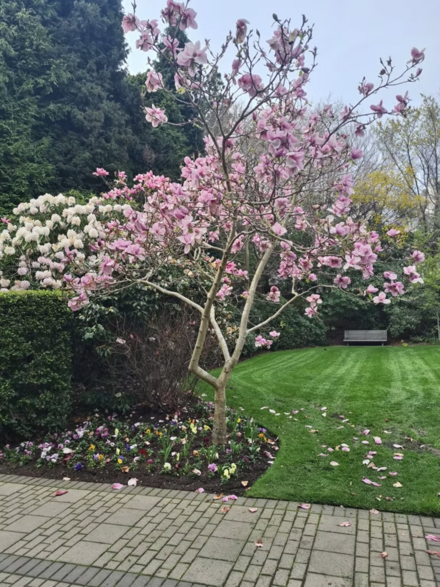 A flowering magnolia on a manicured lawn by Signature Landscapes